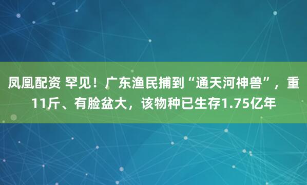 凤凰配资 罕见！广东渔民捕到“通天河神兽”，重11斤、有脸盆大，该物种已生存1.75亿年