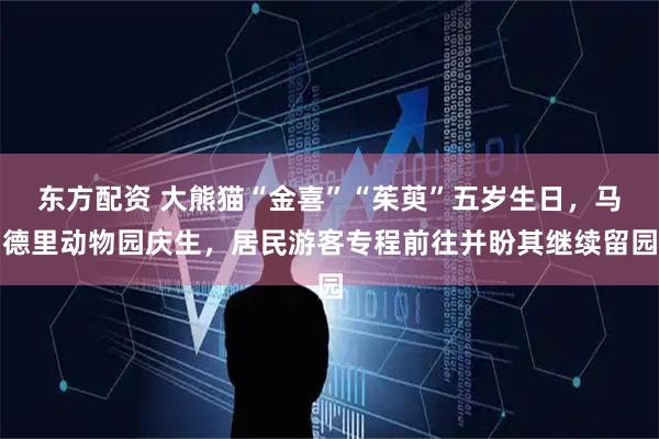 东方配资 大熊猫“金喜”“茱萸”五岁生日，马德里动物园庆生，居民游客专程前往并盼其继续留园